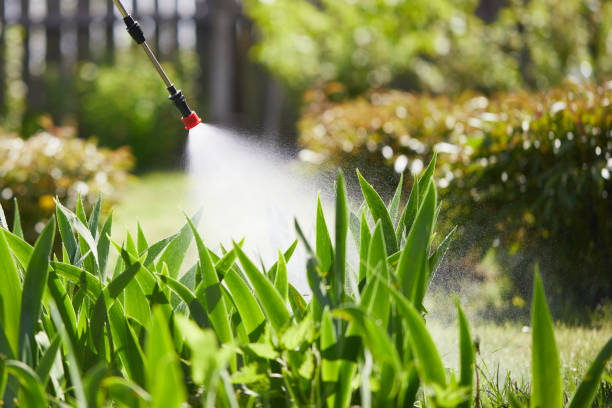 24/7 Emergency Termite Control experts in Dawsonville, GA